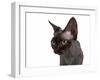 Devon Rex Cat-Fabio Petroni-Framed Photographic Print