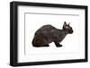 Devon Rex Cat-Fabio Petroni-Framed Photographic Print