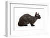 Devon Rex Cat-Fabio Petroni-Framed Photographic Print