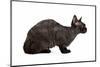 Devon Rex Cat-Fabio Petroni-Mounted Photographic Print