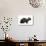 Devon Rex Cat-Fabio Petroni-Photographic Print displayed on a wall