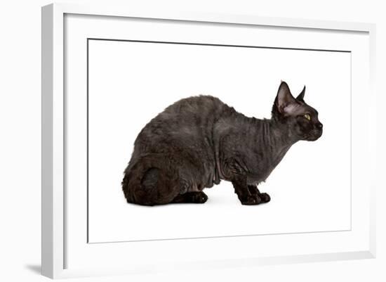 Devon Rex Cat-Fabio Petroni-Framed Photographic Print