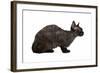 Devon Rex Cat-Fabio Petroni-Framed Photographic Print