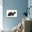Devon Rex Cat-Fabio Petroni-Mounted Photographic Print displayed on a wall
