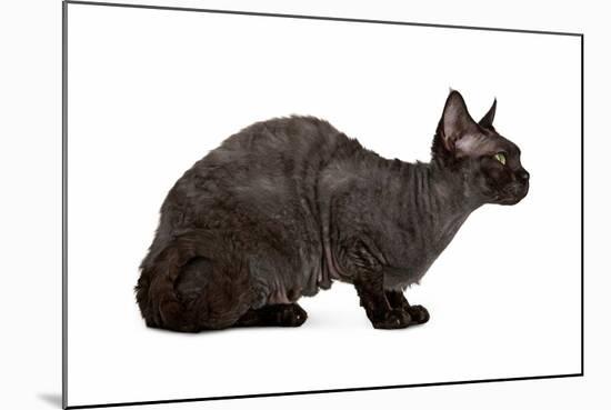 Devon Rex Cat-Fabio Petroni-Mounted Photographic Print