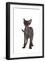 Devon Rex Cat-Fabio Petroni-Framed Photographic Print