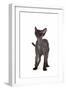 Devon Rex Cat-Fabio Petroni-Framed Photographic Print