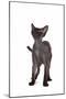 Devon Rex Cat-Fabio Petroni-Mounted Photographic Print