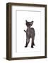 Devon Rex Cat-Fabio Petroni-Framed Photographic Print