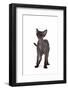 Devon Rex Cat-Fabio Petroni-Framed Photographic Print