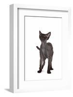 Devon Rex Cat-Fabio Petroni-Framed Photographic Print