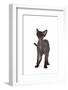 Devon Rex Cat-Fabio Petroni-Framed Photographic Print