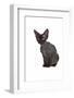 Devon Rex Cat-Fabio Petroni-Framed Photographic Print