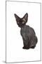 Devon Rex Cat-Fabio Petroni-Mounted Photographic Print