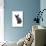 Devon Rex Cat-Fabio Petroni-Photographic Print displayed on a wall