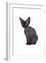 Devon Rex Cat-Fabio Petroni-Framed Photographic Print