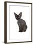 Devon Rex Cat-Fabio Petroni-Framed Photographic Print