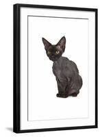 Devon Rex Cat-Fabio Petroni-Framed Photographic Print