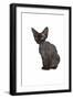 Devon Rex Cat-Fabio Petroni-Framed Photographic Print