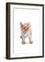 Devon Rex Cat-Fabio Petroni-Framed Photographic Print