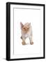 Devon Rex Cat-Fabio Petroni-Framed Photographic Print