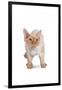 Devon Rex Cat-Fabio Petroni-Framed Photographic Print