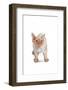 Devon Rex Cat-Fabio Petroni-Framed Photographic Print