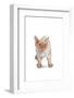 Devon Rex Cat-Fabio Petroni-Framed Photographic Print