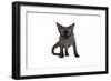 Devon Rex Cat-Fabio Petroni-Framed Photographic Print