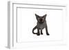 Devon Rex Cat-Fabio Petroni-Framed Photographic Print