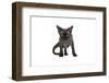 Devon Rex Cat-Fabio Petroni-Framed Photographic Print