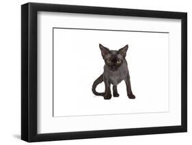 Devon Rex Cat-Fabio Petroni-Framed Photographic Print