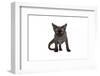 Devon Rex Cat-Fabio Petroni-Framed Photographic Print