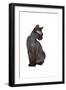 Devon Rex Cat-Fabio Petroni-Framed Photographic Print