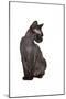 Devon Rex Cat-Fabio Petroni-Mounted Photographic Print