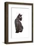 Devon Rex Cat-Fabio Petroni-Framed Photographic Print