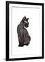 Devon Rex Cat-Fabio Petroni-Framed Photographic Print