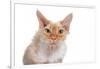 Devon Rex Cat-Fabio Petroni-Framed Photographic Print