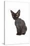 Devon Rex Cat-Fabio Petroni-Stretched Canvas