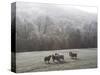 Devon Sheep, Exe Valley, Devon, England, United Kingdom, Europe-Jeremy Lightfoot-Stretched Canvas