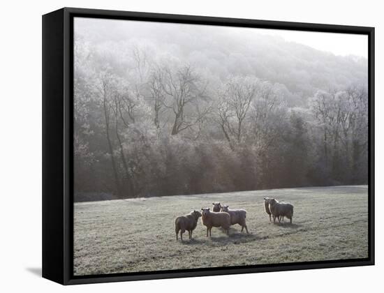 Devon Sheep, Exe Valley, Devon, England, United Kingdom, Europe-Jeremy Lightfoot-Framed Stretched Canvas