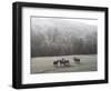 Devon Sheep, Exe Valley, Devon, England, United Kingdom, Europe-Jeremy Lightfoot-Framed Photographic Print