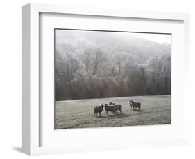 Devon Sheep, Exe Valley, Devon, England, United Kingdom, Europe-Jeremy Lightfoot-Framed Photographic Print