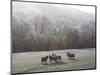 Devon Sheep, Exe Valley, Devon, England, United Kingdom, Europe-Jeremy Lightfoot-Mounted Photographic Print