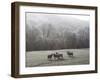 Devon Sheep, Exe Valley, Devon, England, United Kingdom, Europe-Jeremy Lightfoot-Framed Photographic Print