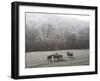 Devon Sheep, Exe Valley, Devon, England, United Kingdom, Europe-Jeremy Lightfoot-Framed Photographic Print