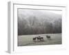 Devon Sheep, Exe Valley, Devon, England, United Kingdom, Europe-Jeremy Lightfoot-Framed Photographic Print