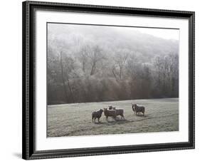 Devon Sheep, Exe Valley, Devon, England, United Kingdom, Europe-Jeremy Lightfoot-Framed Photographic Print