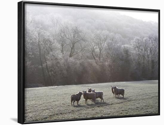 Devon Sheep, Exe Valley, Devon, England, United Kingdom, Europe-Jeremy Lightfoot-Framed Photographic Print