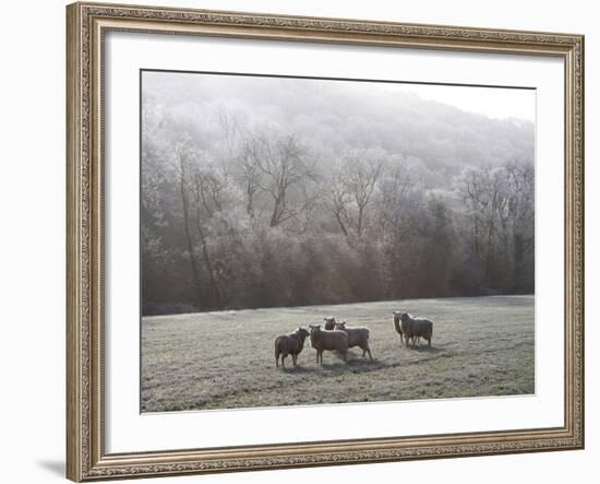 Devon Sheep, Exe Valley, Devon, England, United Kingdom, Europe-Jeremy Lightfoot-Framed Photographic Print